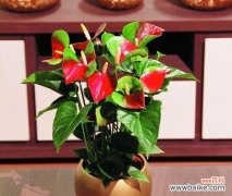 探寻红掌花背后的意义和文化内涵 红掌的象征意义及寓意