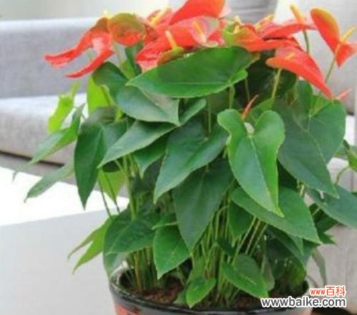 探寻红掌花背后的意义和文化内涵 红掌的象征意义及寓意