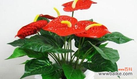 探索红掌花的花语和寓意 红掌花语与象征意义