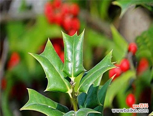 探秘胡杨木在风水中的神秘力量 胡杨木的风水寓意与作用