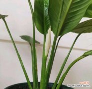 探秘胡杨木在风水中的神秘力量 胡杨木的风水寓意与作用