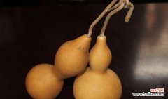 探索葫芦在文化与风水中的深意 葫芦的寓意和象征风水