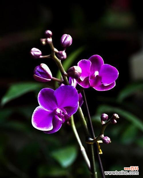 揭示蝴蝶兰背后的深刻寓意 蝴蝶兰的花语和寓意