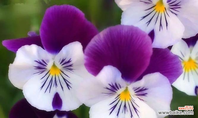 揭示蝴蝶兰背后的深刻寓意 蝴蝶兰的花语和寓意