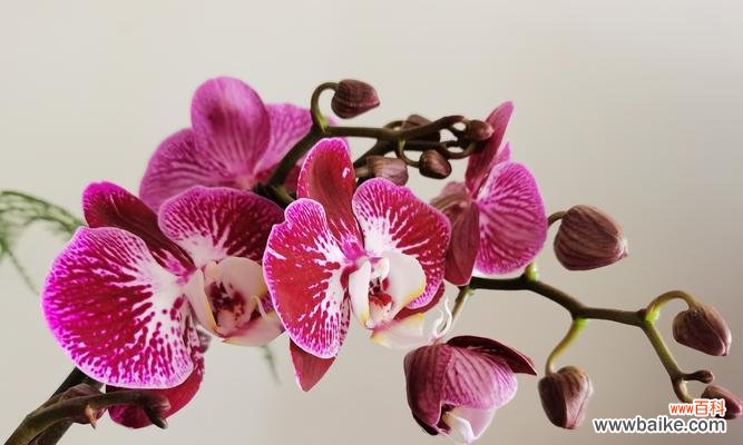 揭示蝴蝶兰背后的深刻寓意 蝴蝶兰的花语和寓意