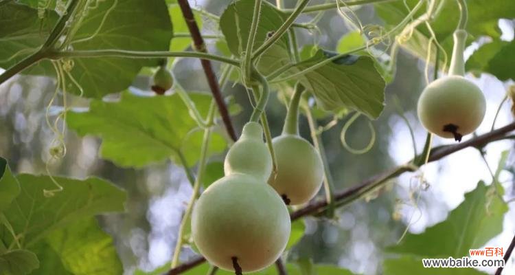 葫芦的灵性与丰富象征寓意 葫芦的寓意与风水象征寓意及作用