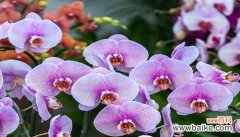 蝴蝶兰的美丽与自由 蝴蝶兰的象征意义