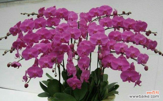 美丽的花卉 蝴蝶兰