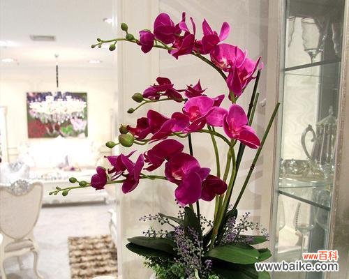 美丽的花卉 蝴蝶兰