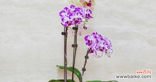 传递爱和美的花语之蝴蝶兰 蝴蝶兰花语与寓意