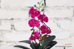 传递爱和美的花语之蝴蝶兰 蝴蝶兰花语与寓意