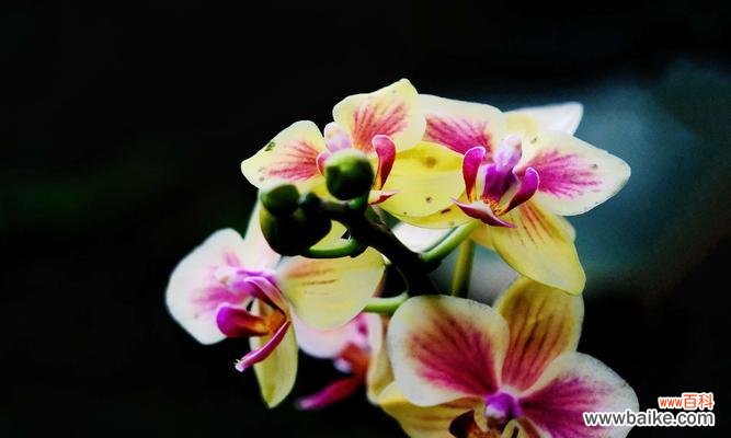 传递爱和美的花语之蝴蝶兰 蝴蝶兰花语与寓意