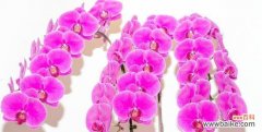 揭开蝴蝶兰背后的含义 蝴蝶兰的象征意义与寓意
