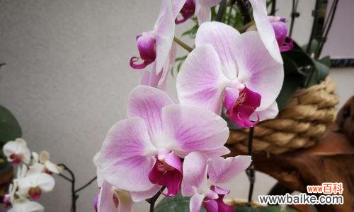 揭开蝴蝶兰背后的含义 蝴蝶兰的象征意义与寓意