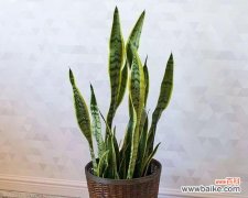 探秘虎皮兰的神秘力量 虎皮兰的风水寓意与象征