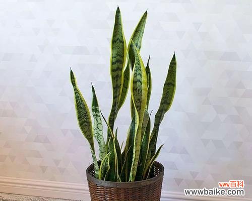 探秘虎皮兰的神秘力量 虎皮兰的风水寓意与象征