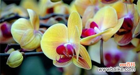 揭秘蝴蝶兰所蕴含的吉祥寓意及其在风水中的重要地位 蝴蝶兰的寓意与象征风水