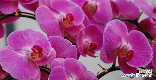 探寻蝴蝶兰花的神秘与美丽 蝴蝶兰花的花语与代表意义