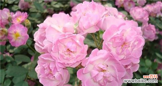 玫瑰花语中的爱与坚持 永远的承诺——以玫瑰花为主题的花语