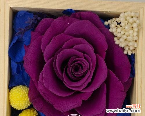 探索花卉中的生命哲学 永生之花