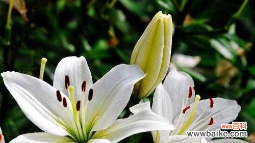 百合花语中的勇气传递与启迪 勇气之花