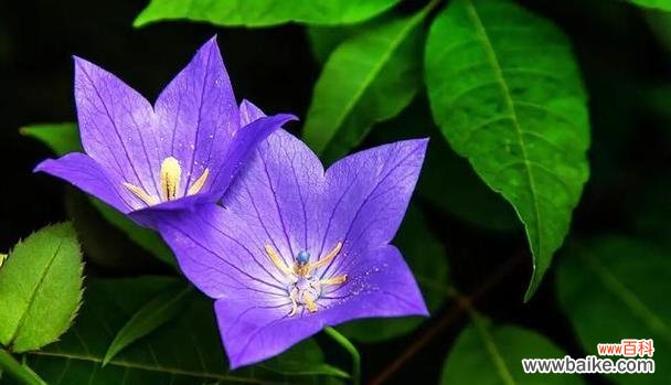 百合花语中的勇气传递与启迪 勇气之花