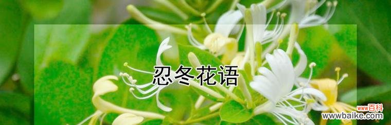 阳光勇气 勇敢的花——向日葵的花语