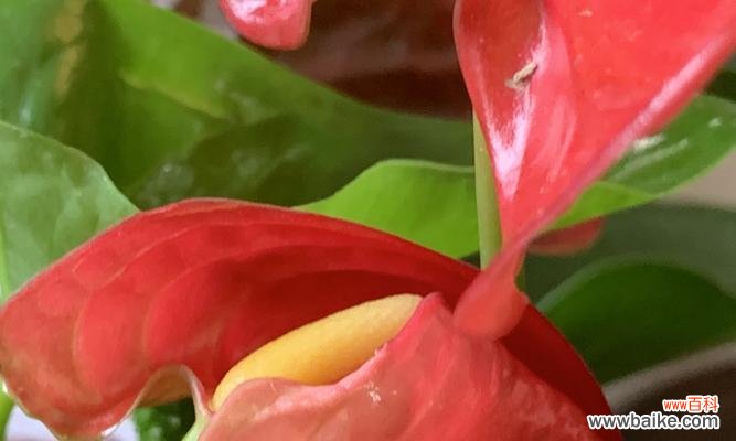 永远幸福的花语——康乃馨 以康乃馨花语为主题的文章