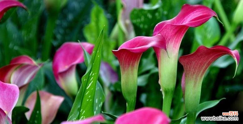 永远幸福的花语——康乃馨 以康乃馨花语为主题的文章