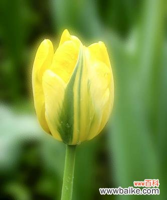 以康乃馨为象征的友谊花语 友谊花开,永远相伴