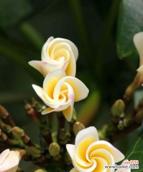 白玫瑰花语 友情长久，以白玫瑰花传达