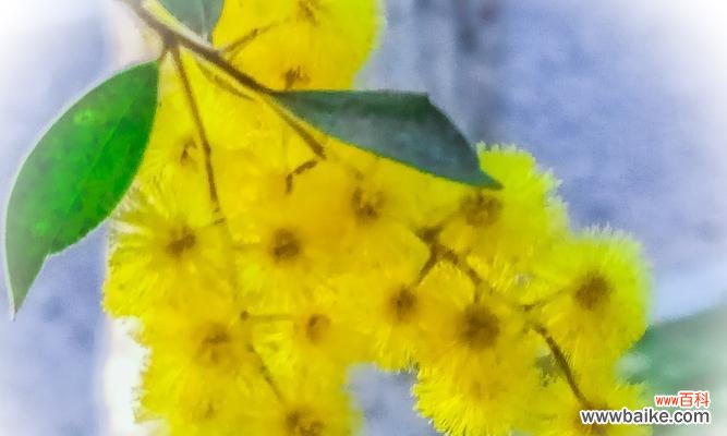 阳光、忠诚、温暖 友谊花语——以向日葵为主题的友情篇