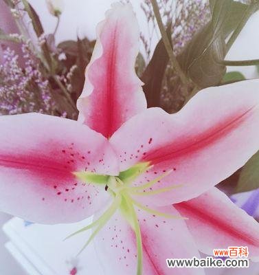 阳光、忠诚、温暖 友谊花语——以向日葵为主题的友情篇