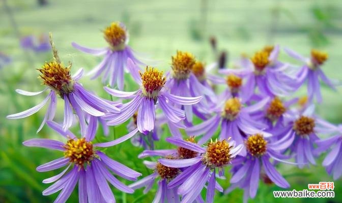 阳光、忠诚、温暖 友谊花语——以向日葵为主题的友情篇