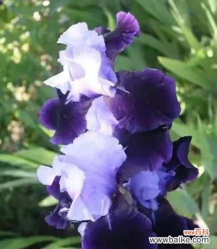 原谅与重建信任 以郁金香的花语为主题的文章