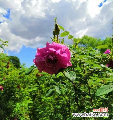 解读玫瑰花的花语中的欲望寓意 花语中的欲望