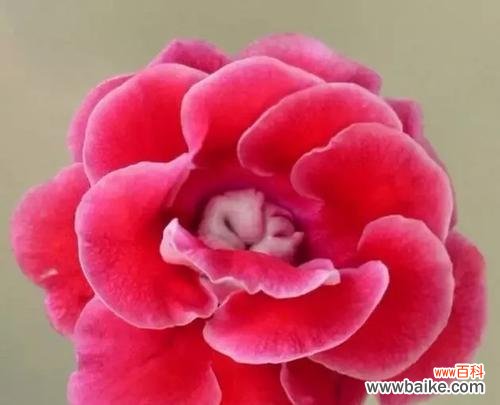 解读玫瑰花的花语中的欲望寓意 花语中的欲望