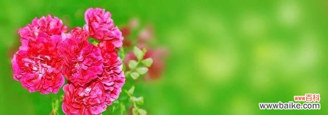 玫瑰花 遇见的花语——玫瑰花的故事