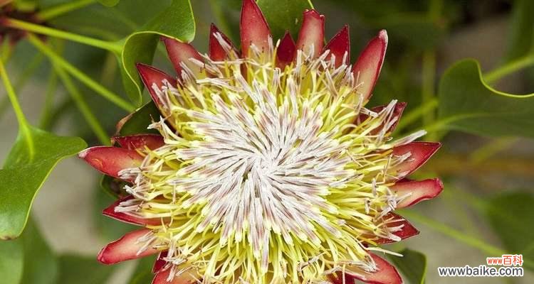 以康乃馨之花语阐述责任的内涵与重要性 用康乃馨的花语表达责任的意义