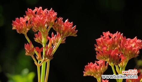 花语传情 黄金兰之美