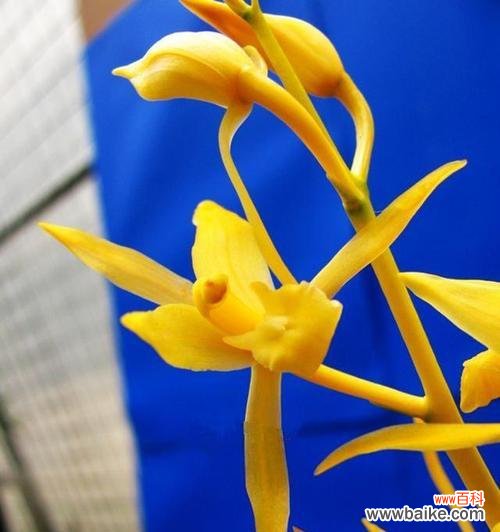 花语传情 黄金兰之美