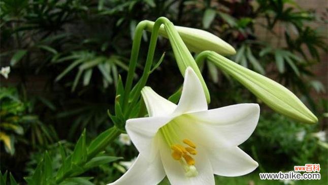探索黄百合花的美丽与意义 黄百合花的花语与寓意