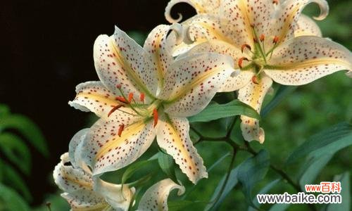 探索黄百合花的美丽与意义 黄百合花的花语与寓意