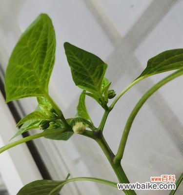 探秘花椒花的绚丽开放时刻及其象征意义 花椒花开的美丽与寓意