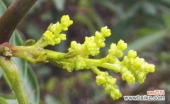 探秘花椒花的绚丽开放时刻及其象征意义 花椒花开的美丽与寓意