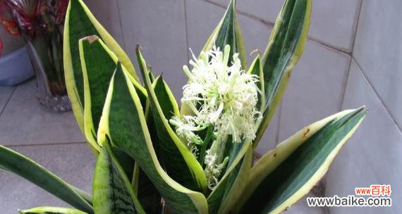 解读虎皮兰开花的神秘象征 虎皮兰开花的预示意义