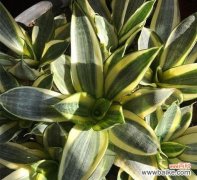 探寻虎皮兰开花背后的风水玄机 虎皮兰开花的风水寓意