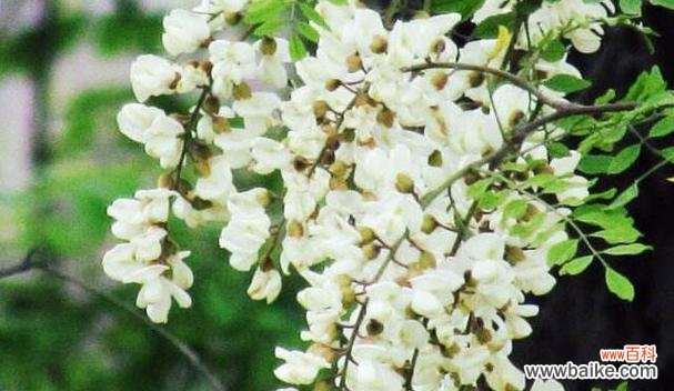 探寻槐花世界中的丰富色彩与深刻寓意 槐花的多彩色彩与花语