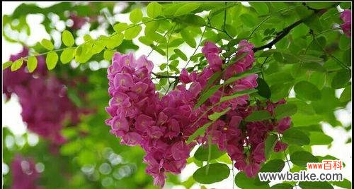 探寻槐花世界中的丰富色彩与深刻寓意 槐花的多彩色彩与花语