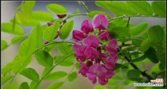 探寻槐花世界中的丰富色彩与深刻寓意 槐花的多彩色彩与花语